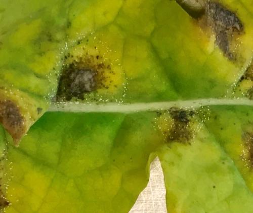 light leaf spot lesion