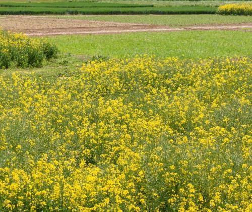 Oilseed rape trial plots