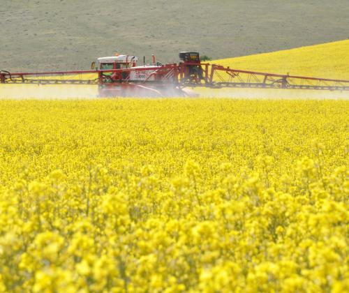 oilseed rapeseed