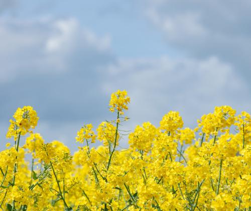 Oilseed rape in flower