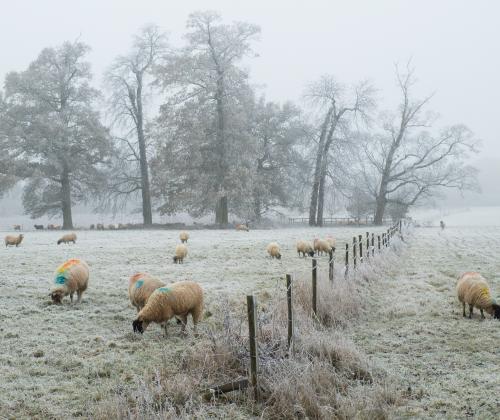 frosty field split by a fence with sheep on either side and trees in the distance