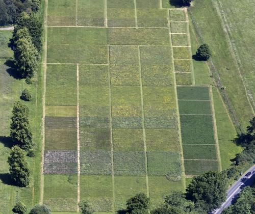 aerial view park grass