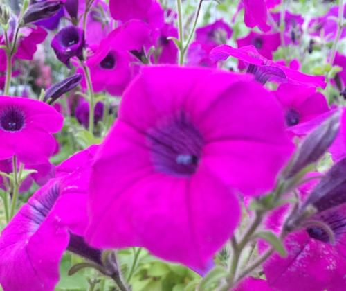 petunias