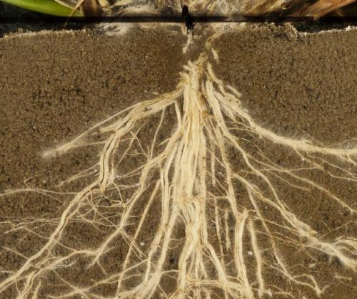 plant root system