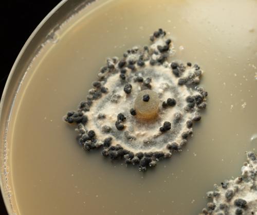 Sclerotinia culture