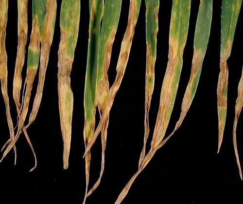 Wheat leaves infected with Septoria