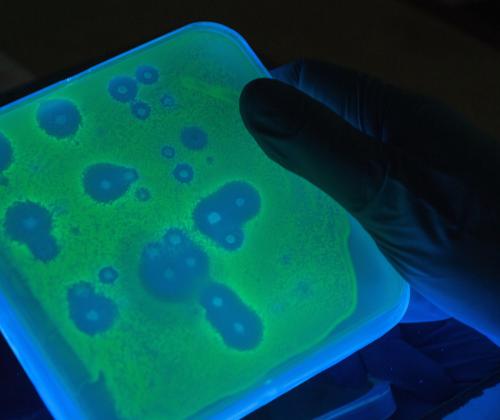 Soil bacteria inhibition plates