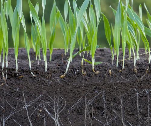 Cereals germinating