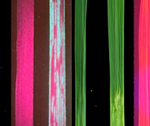 scans of wheat and rice samples 