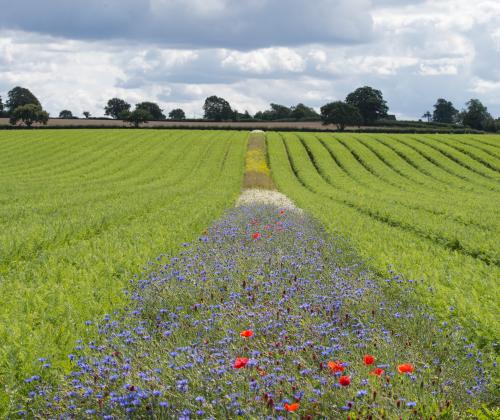 carrots field