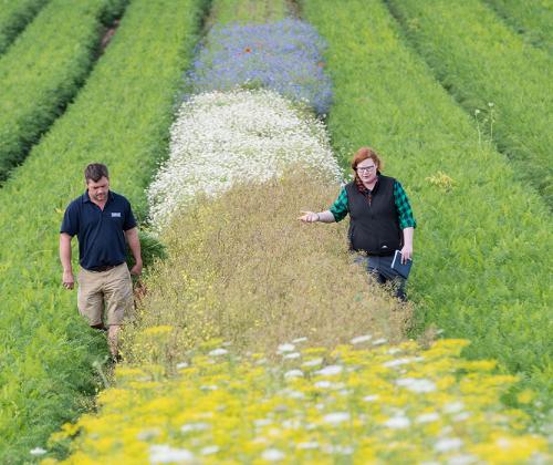 carrots field