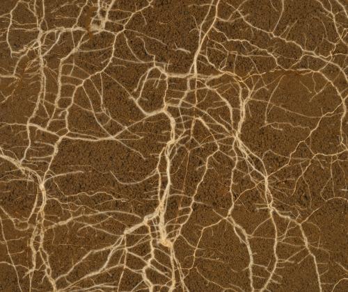 root structure in soil
