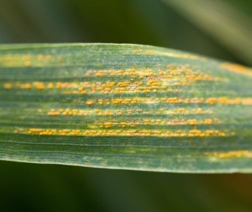 yellow rust on a wheat leaf
