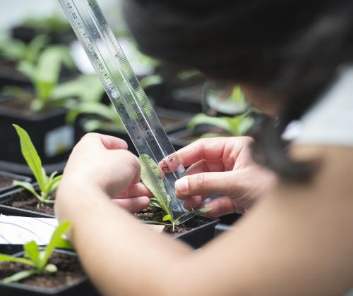 a scientist holds a ruler next to a camelina plant