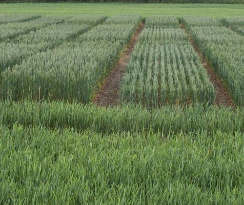 field of wheat