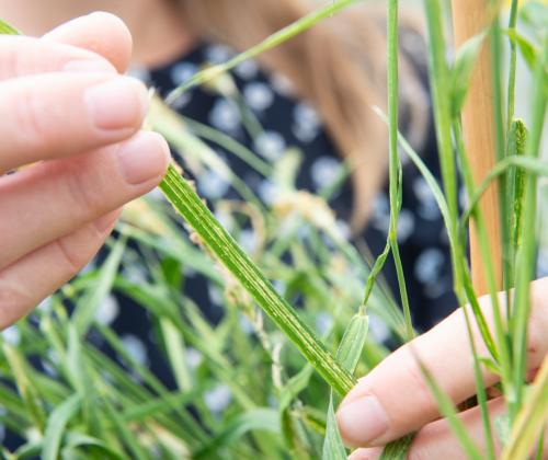 blade of blackgrass