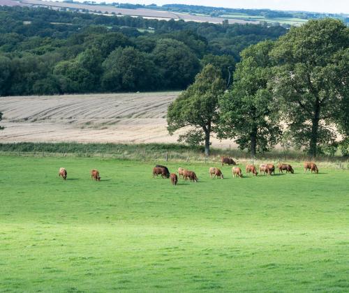 green field with cows grazing