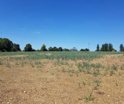 crop field damaged by wireworms