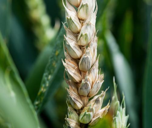 wheat infected with fusarium