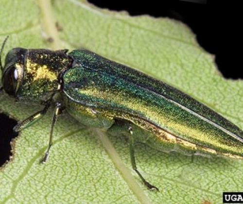 emerald ash borer insect on a leaf