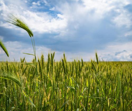 wheat field green