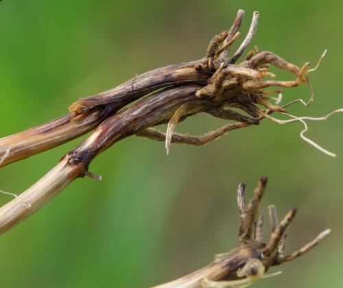 plant roots