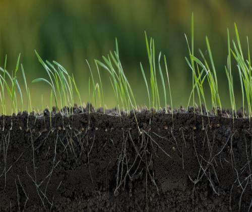 Wheat roots