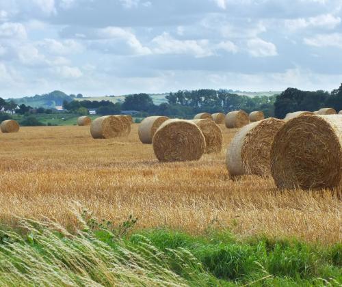 wheat harvest