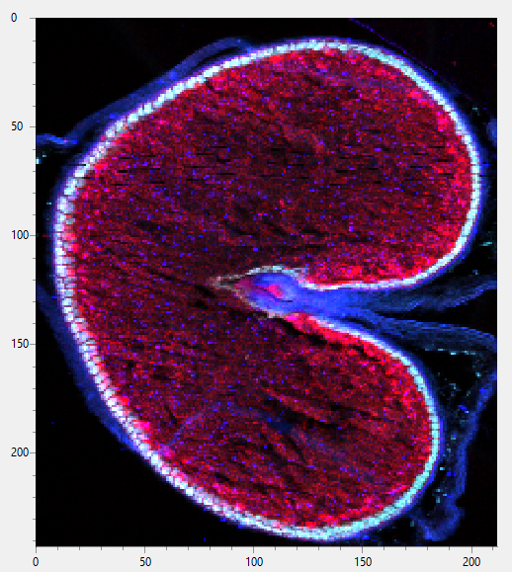 Image of wheat seed