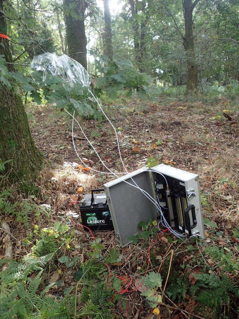 Collecting VOCs form Oak trees