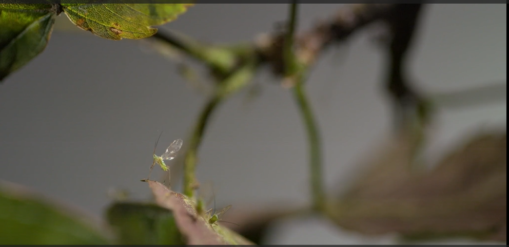 Aphid thumb