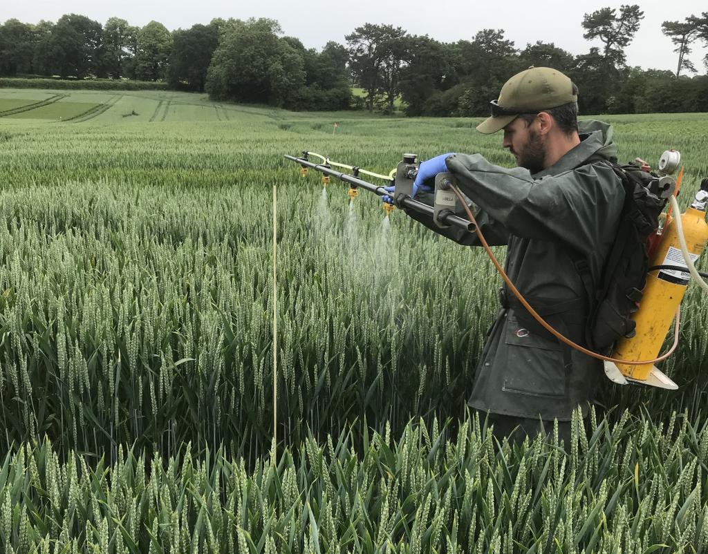 applying T6P biostimulant to wheat