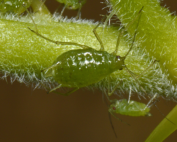 Aphid