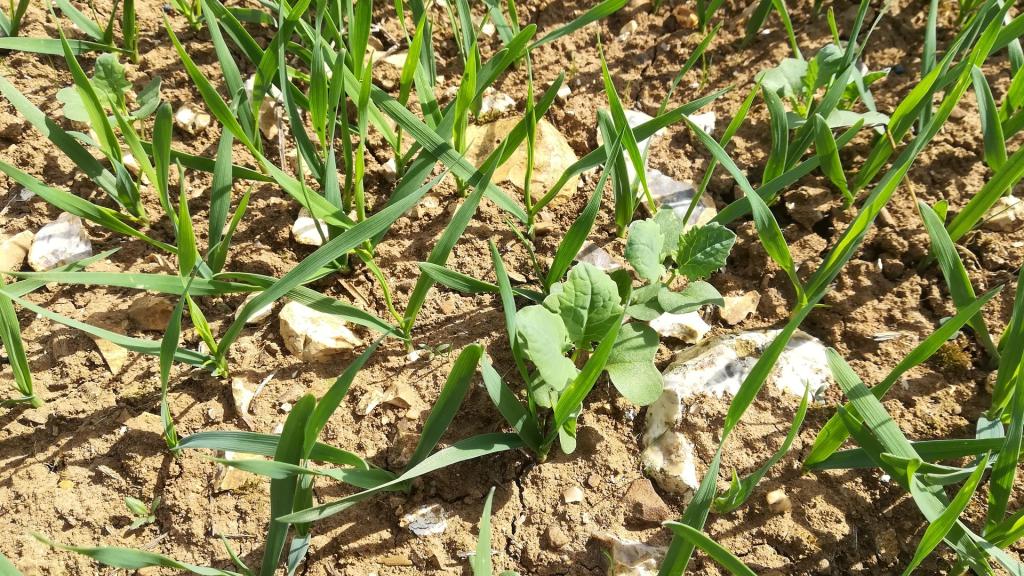 Oilseed rape with companion crop