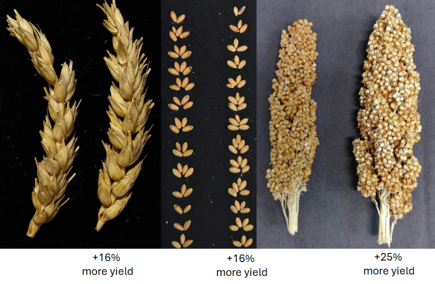 Wheat and sorghum treated with T6P