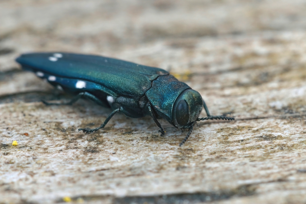oak splendour beetle